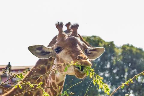 Portrait of a giraffe Stock Photos