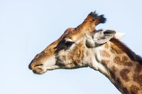 Portrait of a giraffe Stock Photos