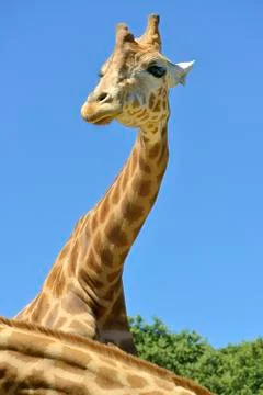 Portrait of giraffe Stock Photos