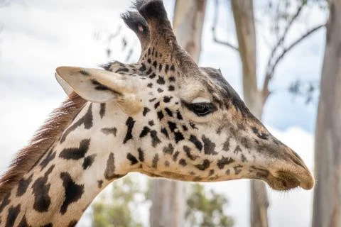 Portrait of a giraffe Stock-Fotos