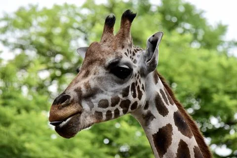 A portrait of a giraffe Stock Photos
