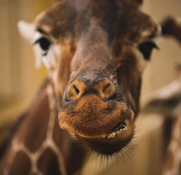 Portrait of a giraffe Stock Photos