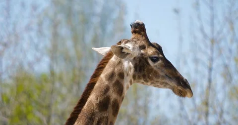 Portrait of a giraffe in profile Stock-Footage 88856817