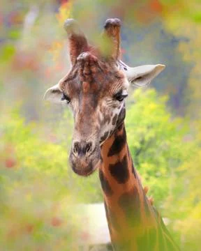 Portrait giraffe with tree Foto stock