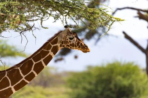 A portrait of a giraffe with trees in the background Stock Photos