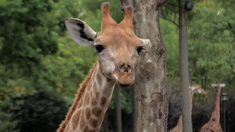 Portrait of giraffe in the zoo Stock Footage 122801862