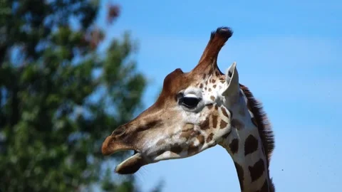 Portrait of a giraffe's snout Stock-Footage 284572012