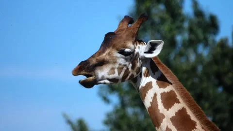 Portrait of a giraffe's snout Stock Footage 284572047