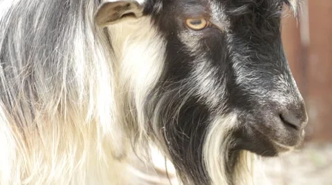 Portrait of a goat chewing hay Stock Footage 7744983
