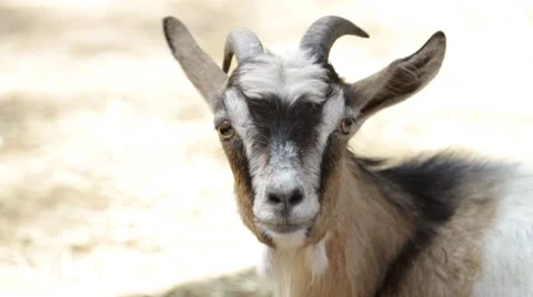 Portrait of a goat Stock Footage 8557847