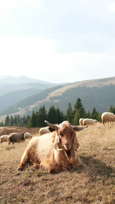 Portrait of a goat. Stock Footage 276960013