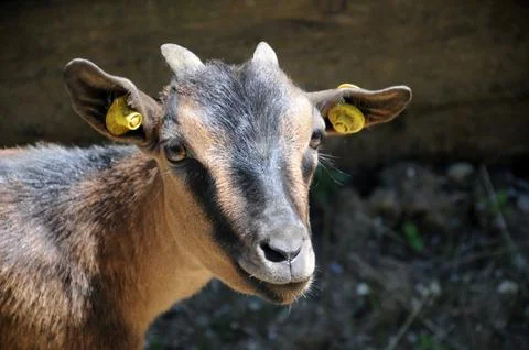 Portrait of a goat with microchips Stock Photos