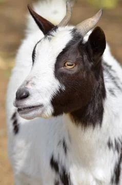 Portrait of goat Stock Photos