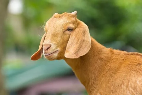 Portrait of goat Stock Photos