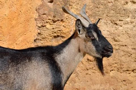 Portrait of goat Stock Photos
