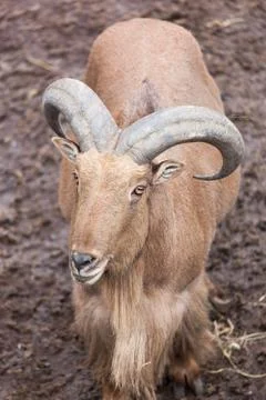 Portrait of a goat Stock Photos