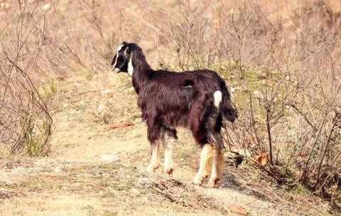 Portrait of a goat Stock Photos