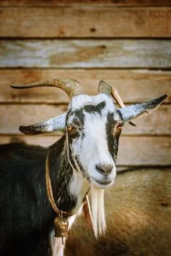 Portrait of Goat Stock Photos
