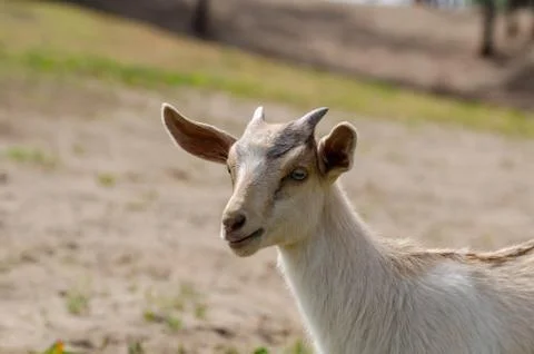 The portrait of the goat Stock Photos
