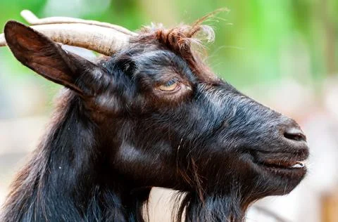 Portrait of a goat Stock Photos
