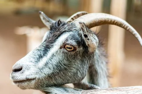 Portrait of a goat Stock Photos
