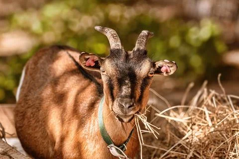 Portrait of goat Stock Photos