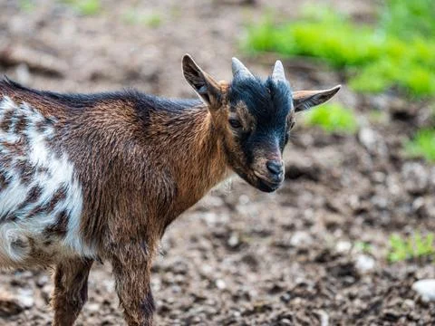 Portrait of a goat Stock Photos