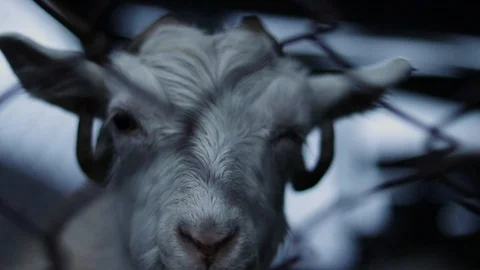 Portrait of a goat ruminating 스톡 동영상 121950991