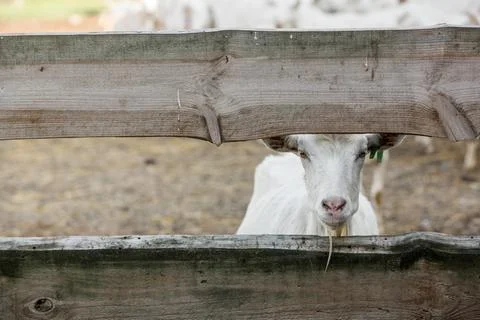 Portrait of a goat in a stable looking into the camera. Stock Photos