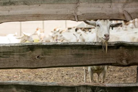 Portrait of a goat in a stable looking into the camera. Stock Photos