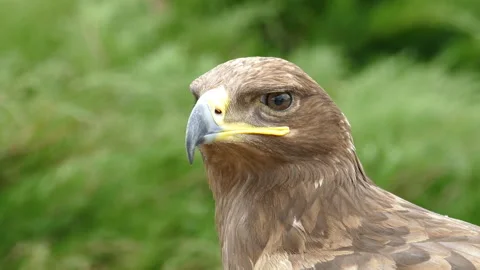 Portrait of a Golden eagle Stock Footage 322510901