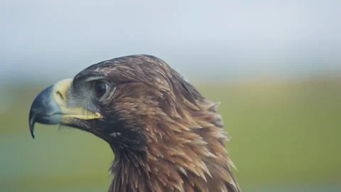 Portrait of The golden eagle looking around Stock Footage 322511685