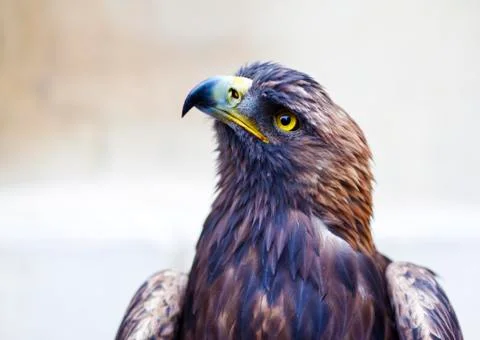 Portrait of a golden eagle Stock Photos
