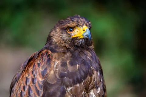 Portrait of golden eagle Photos