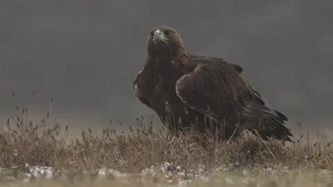  Portrait of Golden Eagle, sitting in the brown grass. Wildlife scene from natur Stock Footage 166137070
