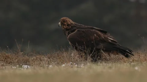 Portrait of Golden Eagle, sitting in the brown grass. Wildlife scene from nature Vídeo Stock 166137219