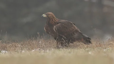 Portrait of Golden Eagle, sitting in the brown grass. Wildlife scene from nature Video stock 166137300