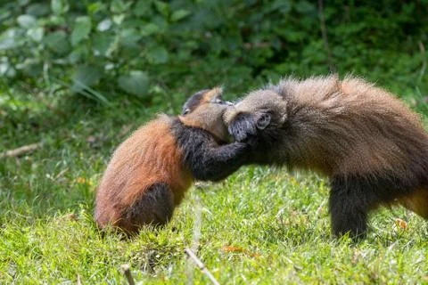 Portrait of golden monkey 스톡 사진
