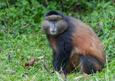 Portrait of golden monkey Stock-Fotos