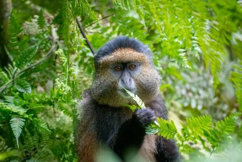 Portrait of golden monkey Stock Photos