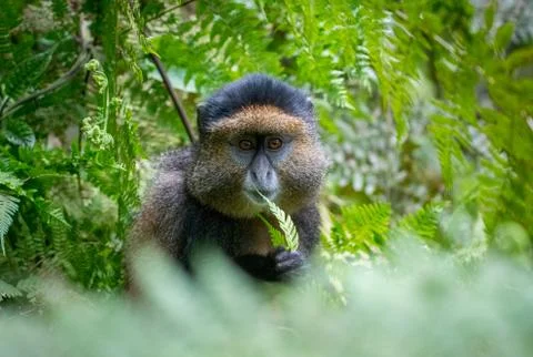 Portrait of golden monkey Stock Photos