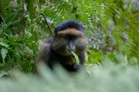 Portrait of golden monkey 스톡 사진