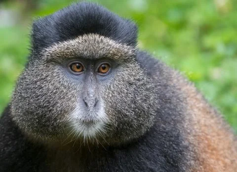 Portrait of golden monkey Stock-Fotos