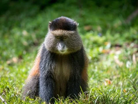 Portrait of golden monkey 스톡 사진