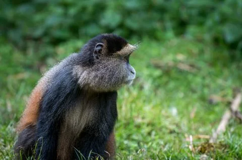 Portrait of golden monkey 스톡 사진