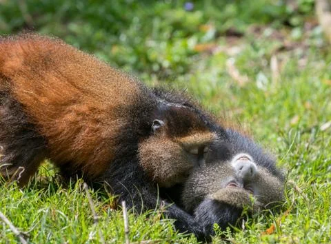 Portrait of golden monkey Fotos de archivo