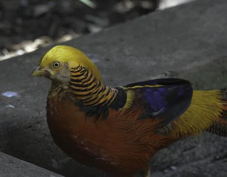 Portrait of a Golden Pheasant multi colored bird in bird garden johannesburg Stock Photos