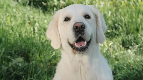 Portrait of golden retriever posing for camera in lush grass Stock Footage 133862251
