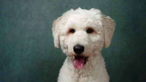 Portrait of a Goldendoodle on a green background Vídeos de archivo 294517196