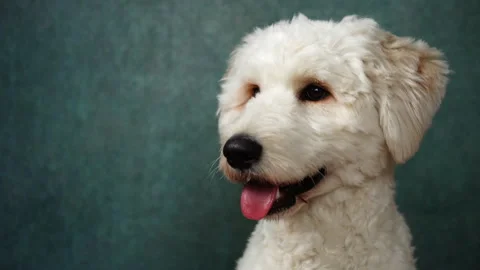 Portrait of a Goldendoodle on a green background Stock Footage 294521738